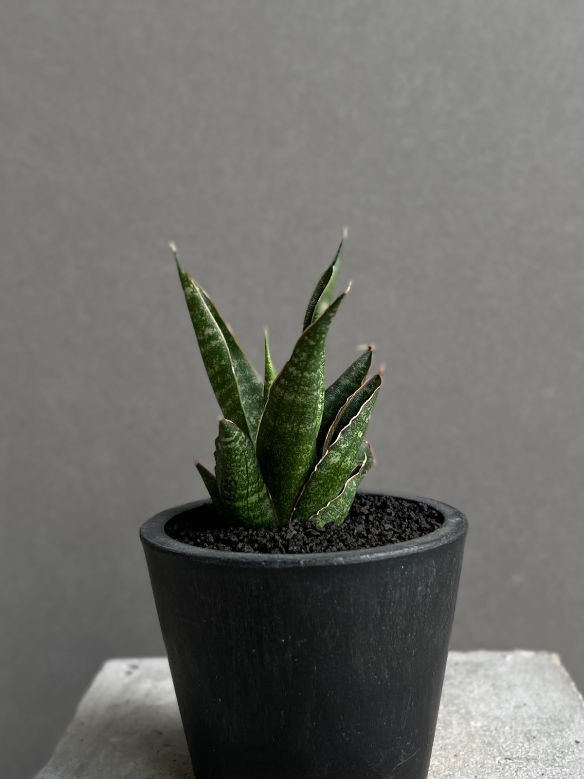 サンセベリア カミナリ 「Sansevieria KAMINARI “雷”」51F | SHO
