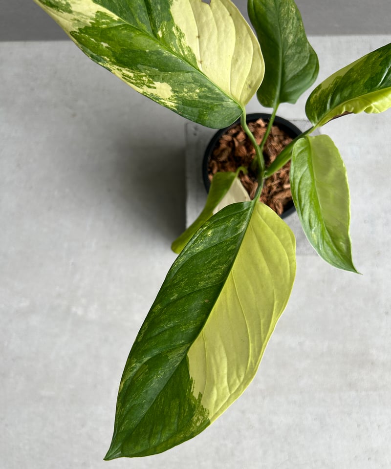 【希少植物】 モンステラ オブリクア ムユナ トワ 希少植物】 モンステラ オブリクア ムユナ トワ - メルカリ