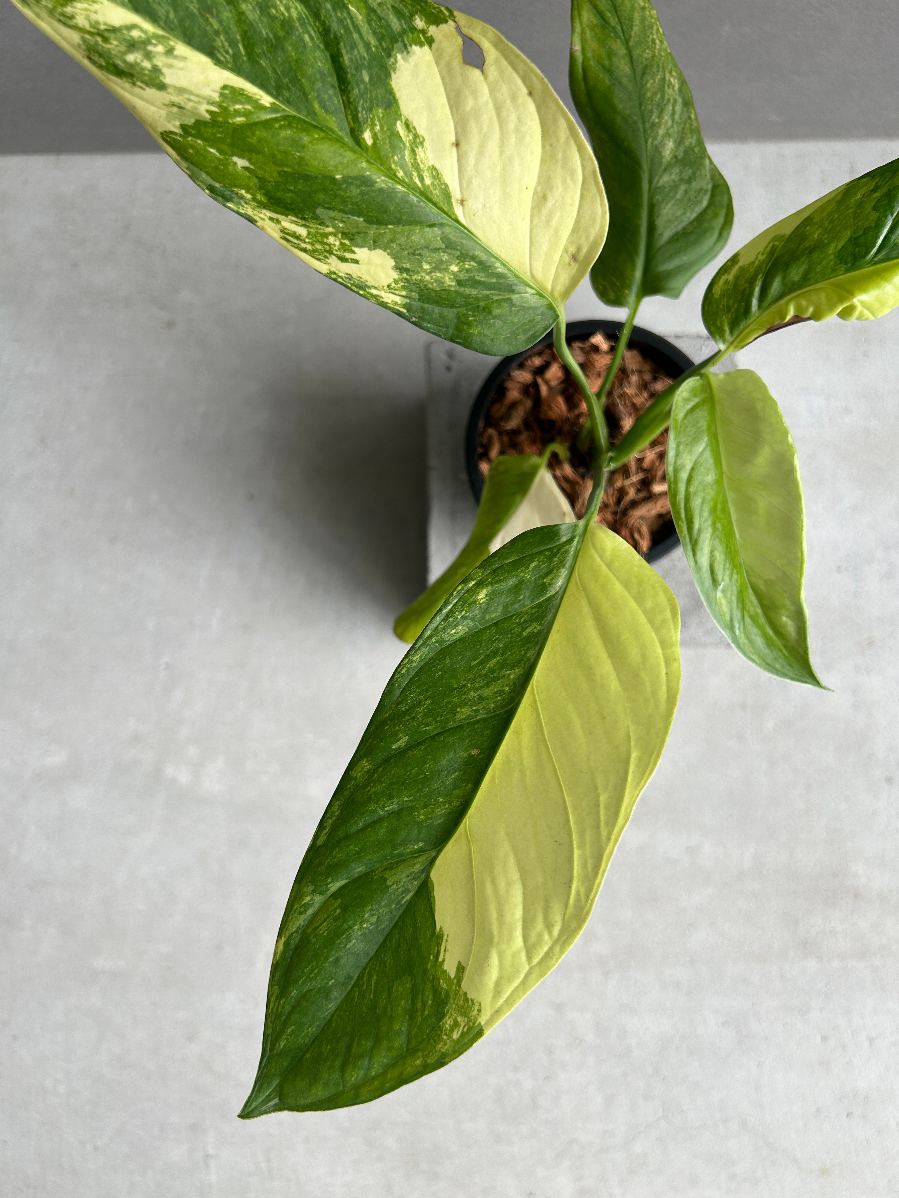 モンステラ オブリクア ムユナ 斑入「Monstera obliqua Muyuna vari