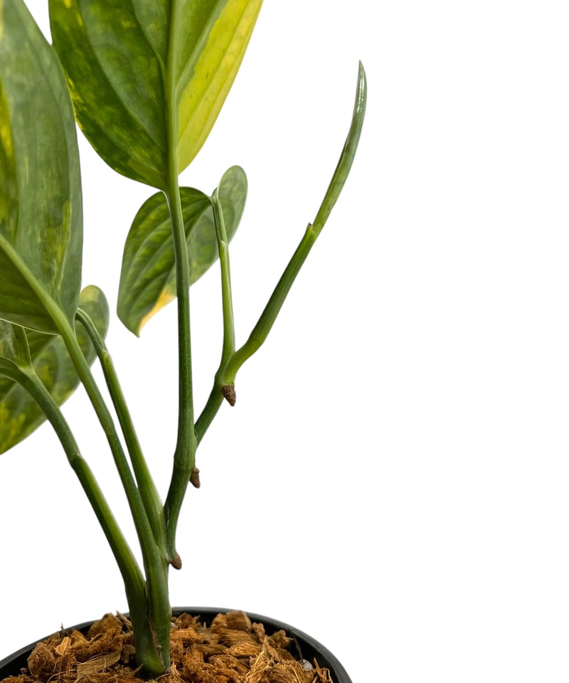 モンステラ カルステニアナム (ペルー) 斑入 「Monstera Karstenianum