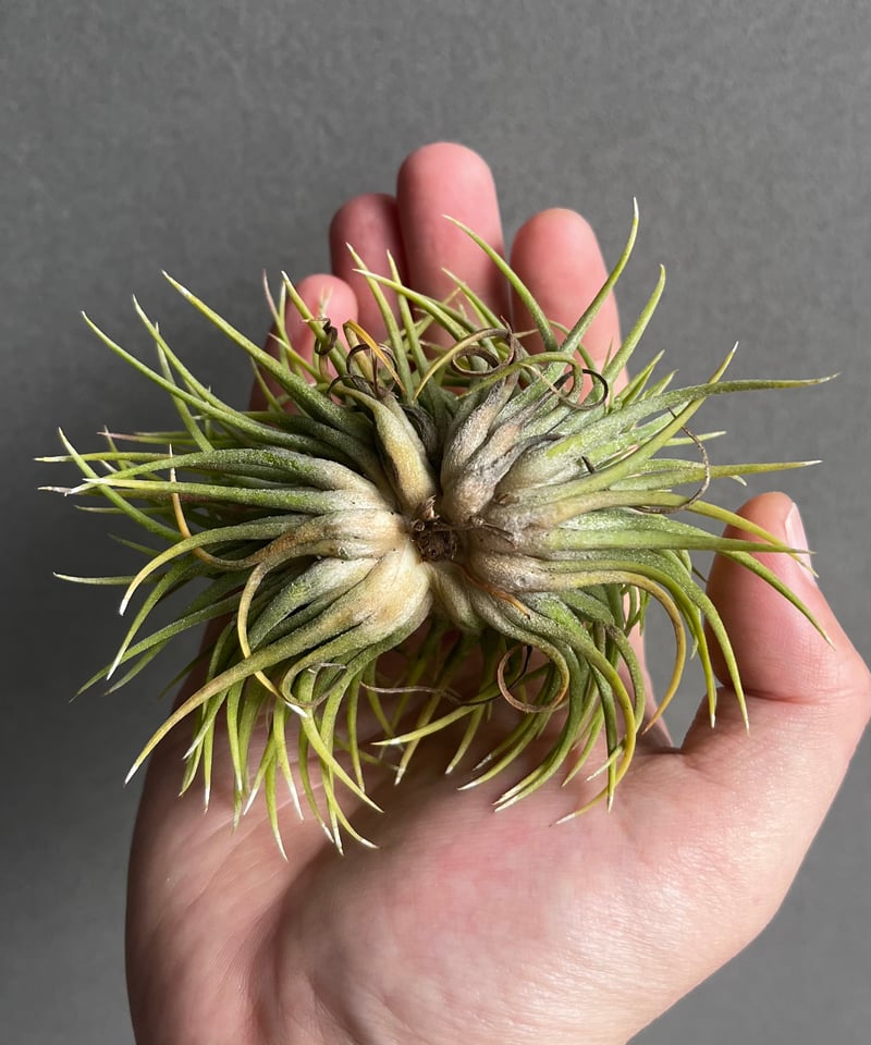 ティランジア イオナンタ モンストローサ 「Tillandsia ionantha ティランジア イオナンタ モンストローサ 「Tillandsia ionantha