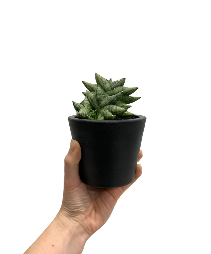 Sansevieria boncellensis mini (by Adisak) サンセベ