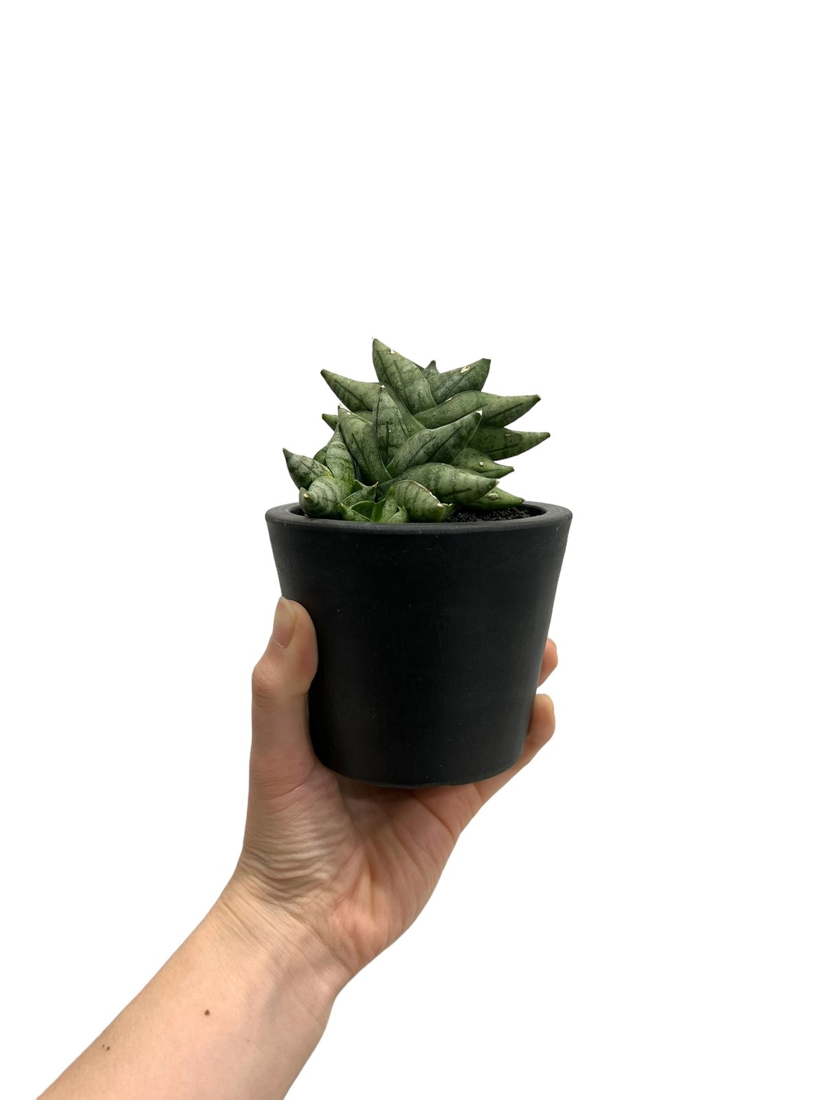 Sansevieria boncellensis mini (by Adisak) サンセベ