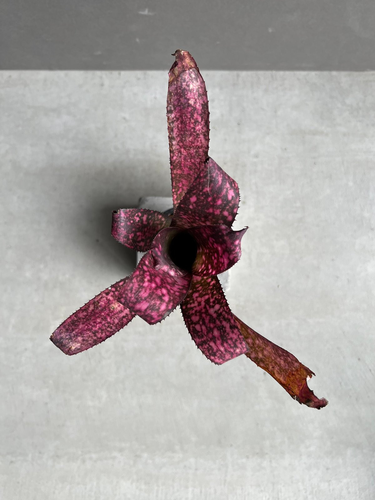 ビルベルギア テン エー 「Billbergia Teng Ee」3Y | SHOUCHIKUEN