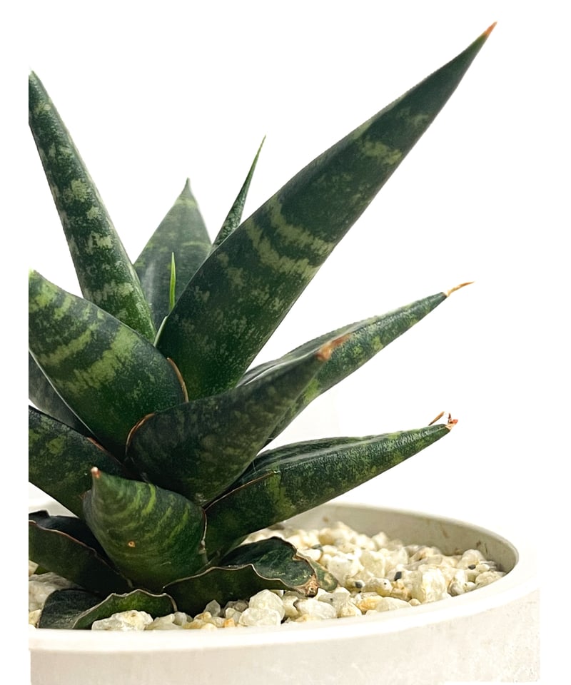 サンセベリア ブラック ダイヤモンド「Sansevieria Black