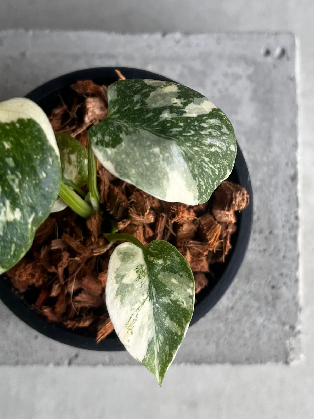 モンステラ タイ コンステレーション クリーム ブリュレ 「Monstera