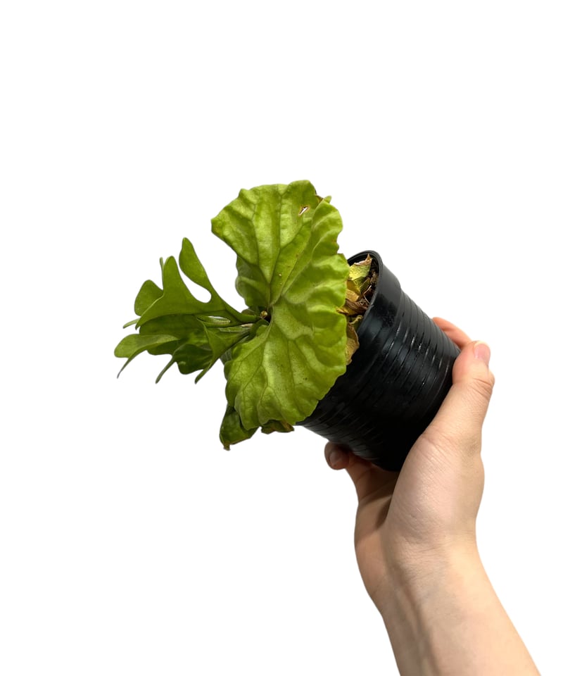 ビカクシダ リドレイ シルベリー ドワーフ 「Platycerium ビカクシダ リドレイ シルベリー ドワーフ 「Platycerium