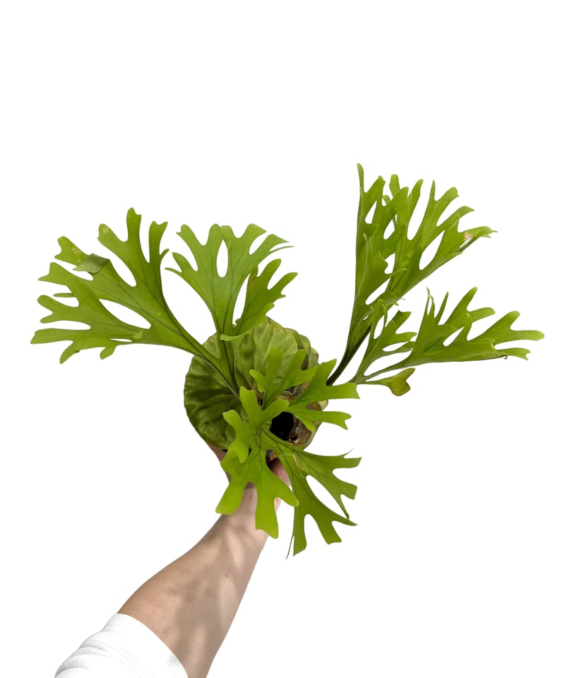 ビカクシダ リドレイ(by ヌクル) 「Platycerium ridleyi (by Nuk