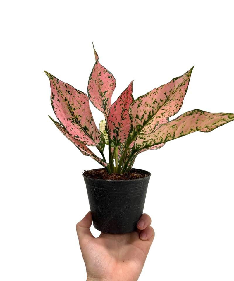 ☆BEGO-SELECT☆アグラオネマ ディープフォレスト☆Aglaonema ☆BEGO-SELECT☆アグラオネマ ディープフォレスト☆Aglaonema