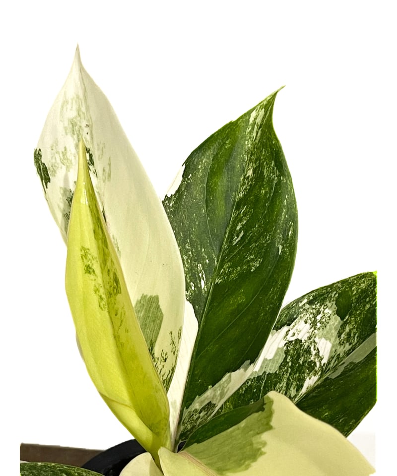 アグラオネマ サイアム ジェイド「Aglaonema Siam Jade」14F-2