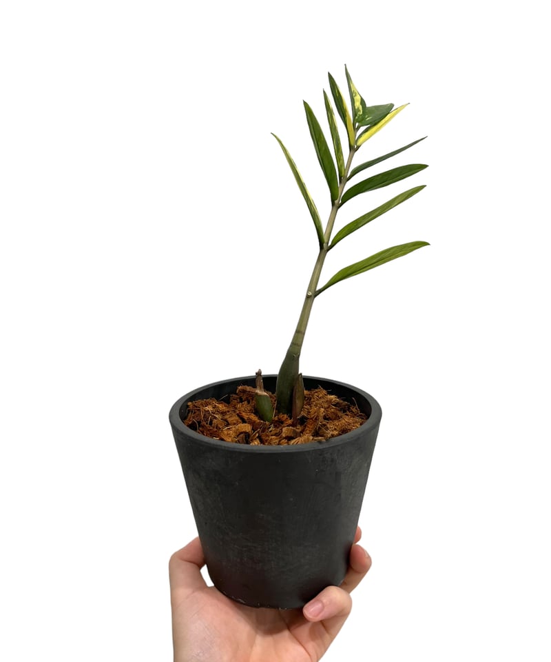 ザミオクルカス 斑入 「Zamioculcas Zamiifolia Variegated」7