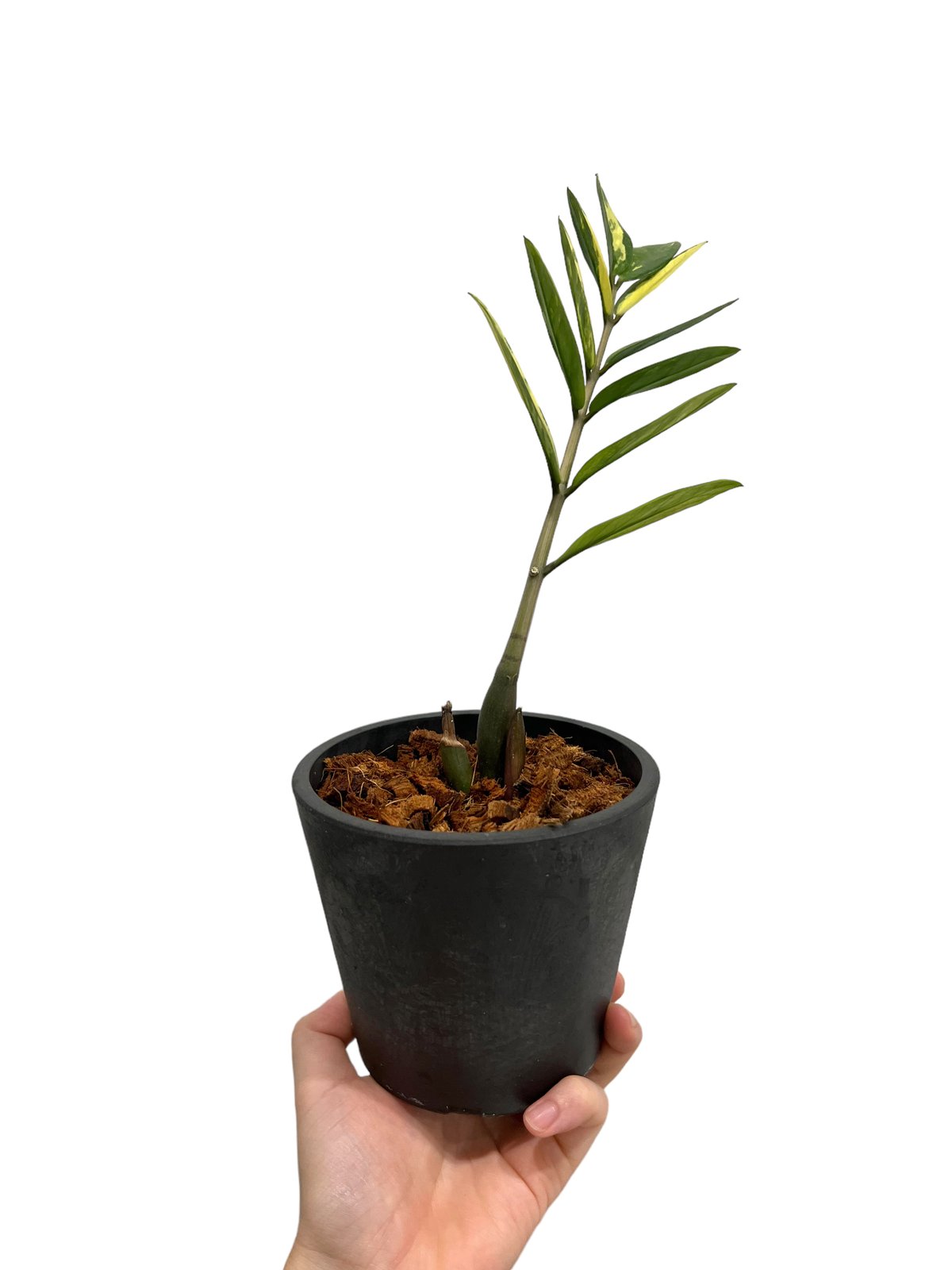 希少 ザミオクルカス 斑入 ザミオクルカス 斑入 「Zamioculcas Zamiifolia Variegated」5