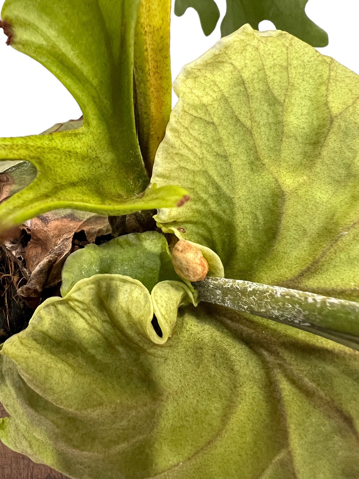 ビカクシダ リドレイ(by ヌクル) 「Platycerium ridleyi (by Nuk
