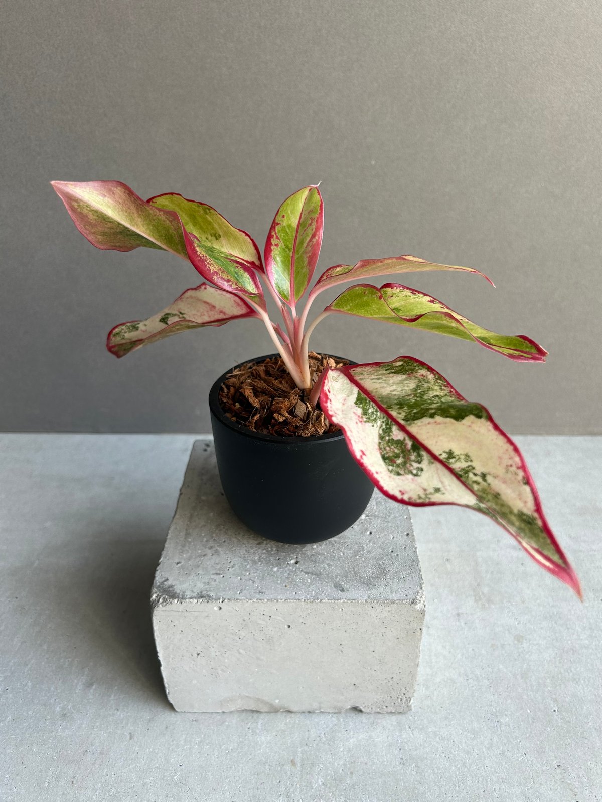 アグラオネマ サイアム オーロラ 斑入「Aglaonema Siam Aurora Varie