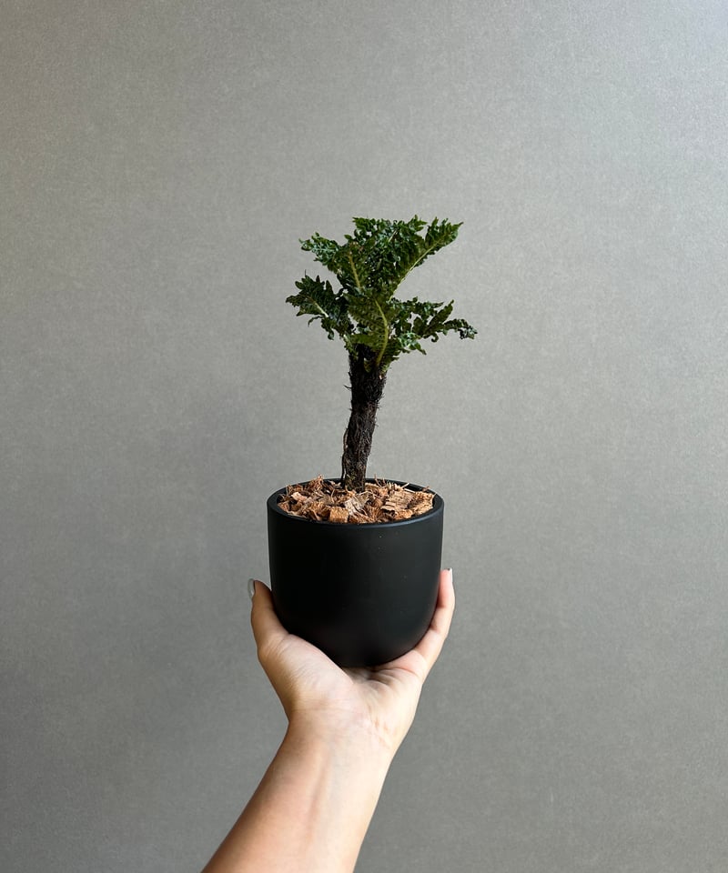 ブレクナム ギッバム ドワーフ 「Blechnum gibbum Dwarf 」91H | S