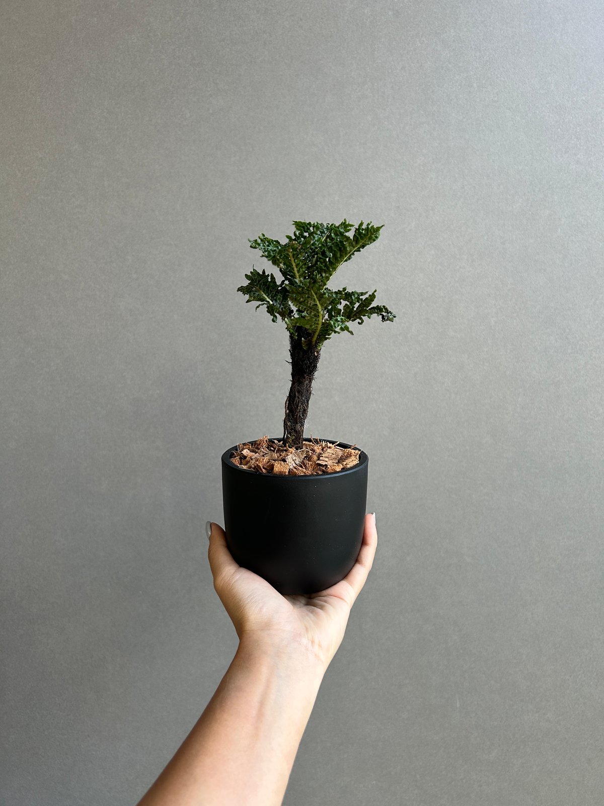 ブレクナム ギッバム ドワーフ 「Blechnum gibbum Dwarf 」91H | S