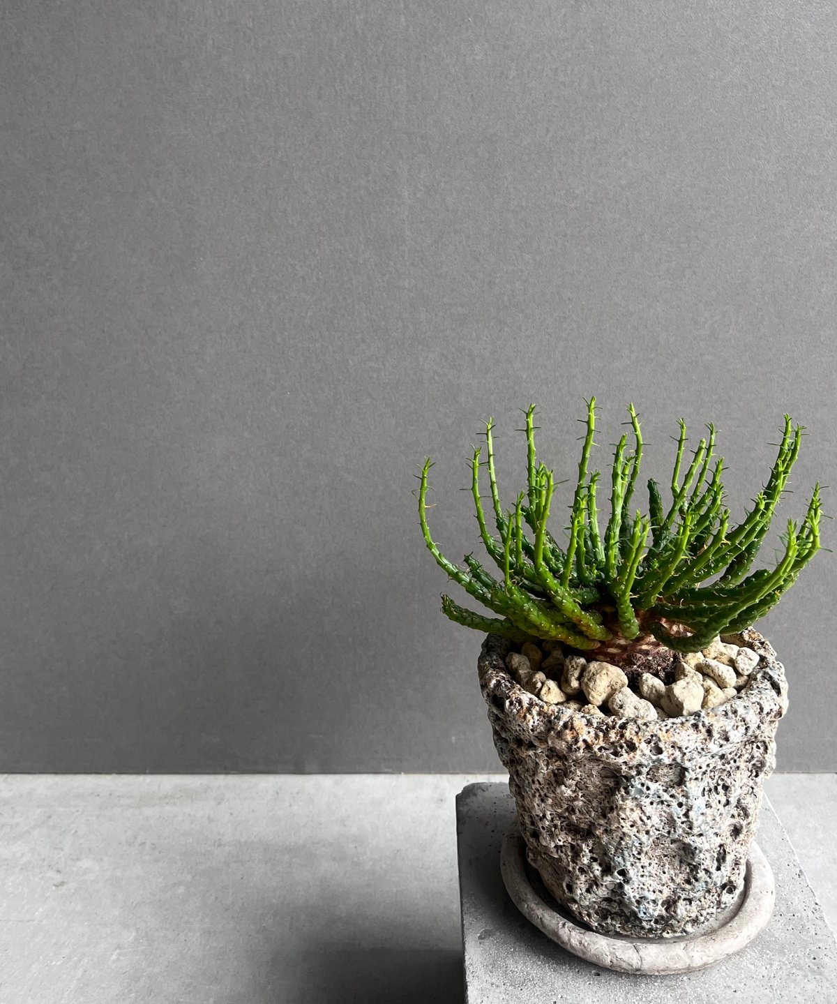ユーフォルビア フラナガニー 「Euphorbia flanaganii」76E | SHOU