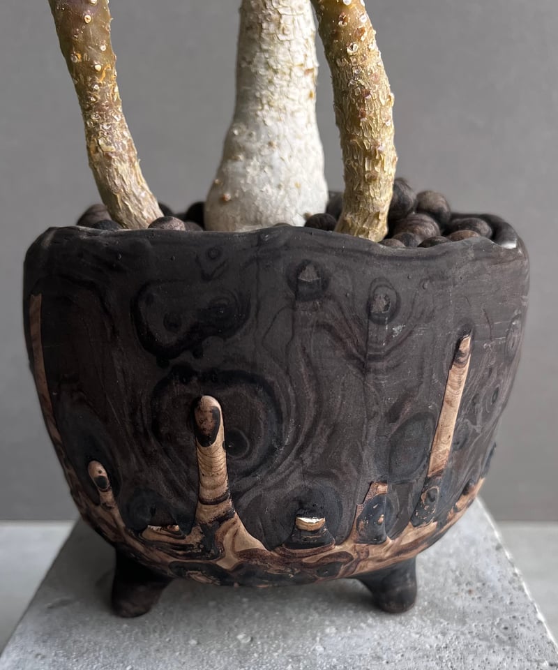 ドルステニア フォエチダ x ラブラニー +plantsmonsters pot 「Dorst