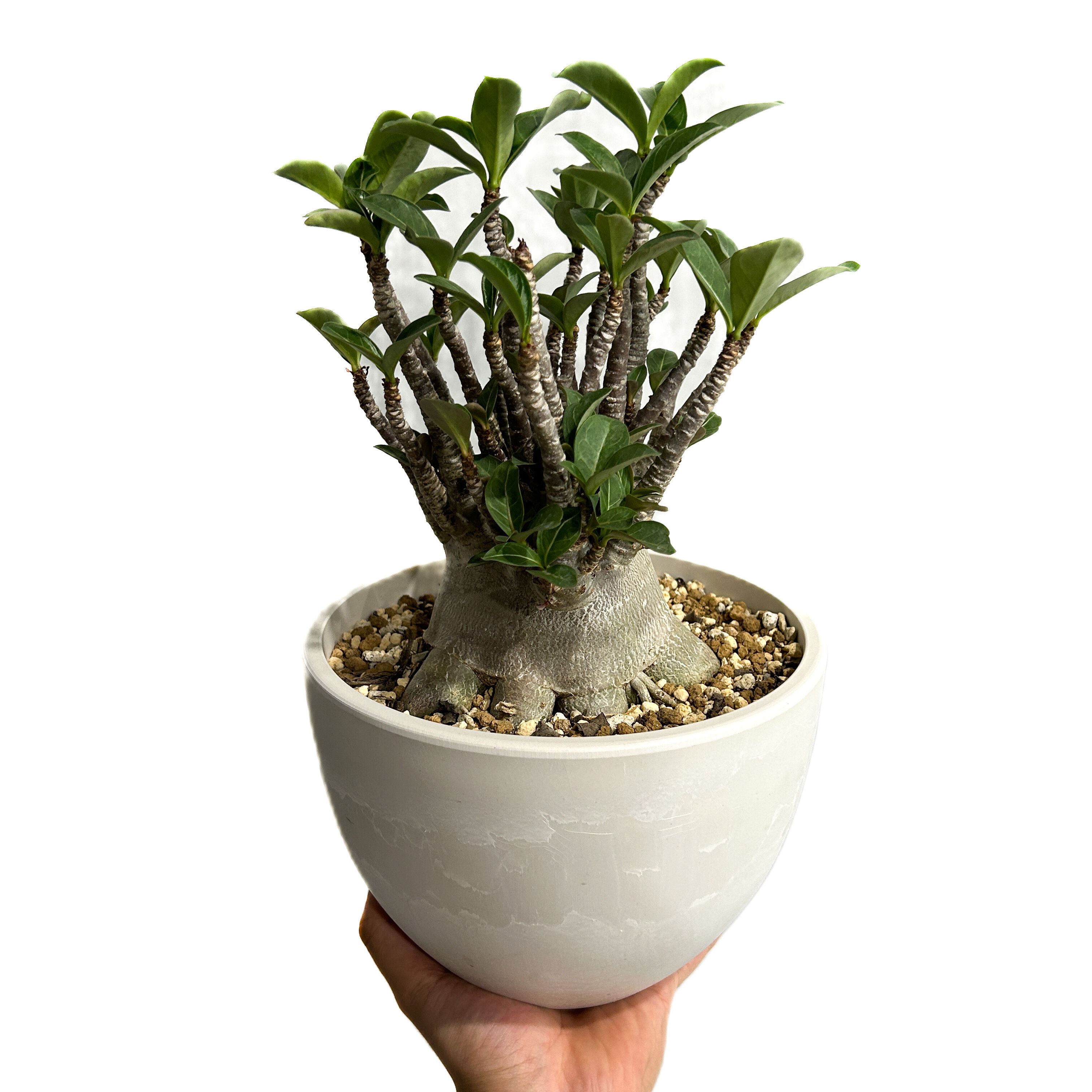 アデニウム アラビカム ドワーフ タイプ「Adenium arabicum dwarf ty