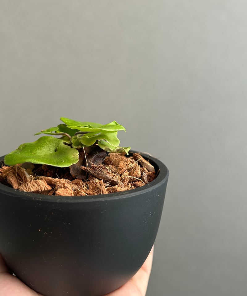 アスプレニウム デラバイ (フランチ) コペル 「Asplenium delavayi (Fr