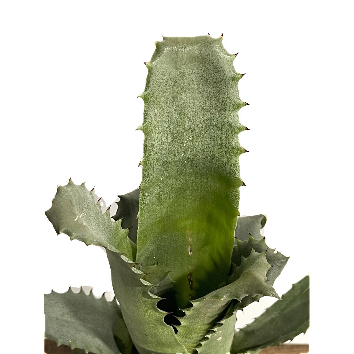 ホヘンベルギア sp. 357「Hohenbergia sp. 357」 5/24-619