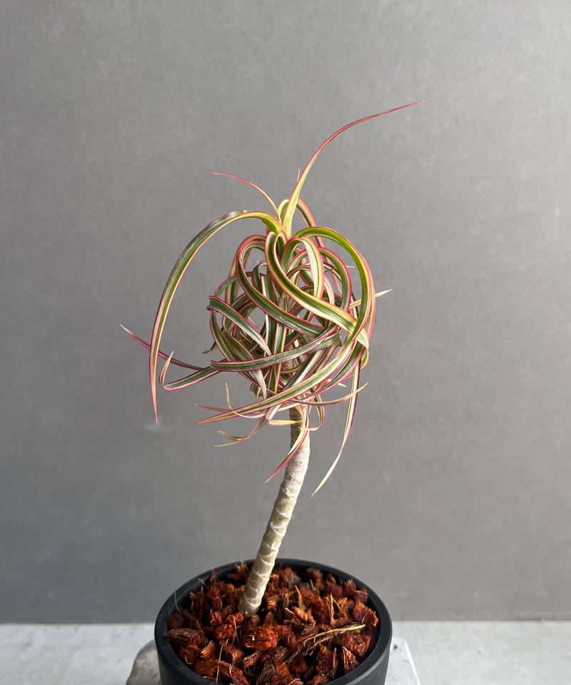 ドラセナ キュンティ 「Dracaena concinne Kuhnty 」87Z | SHO