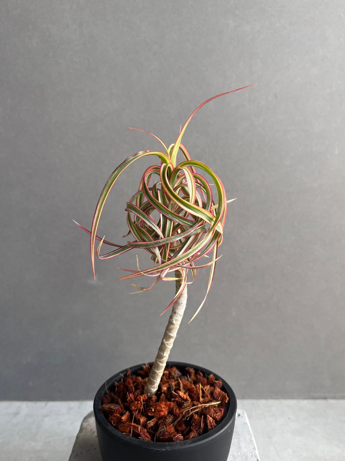 ドラセナ　キュンティコンシンネカール ドラセナ キュンティー「Dracaena concinne tricolor Kuhnty」9