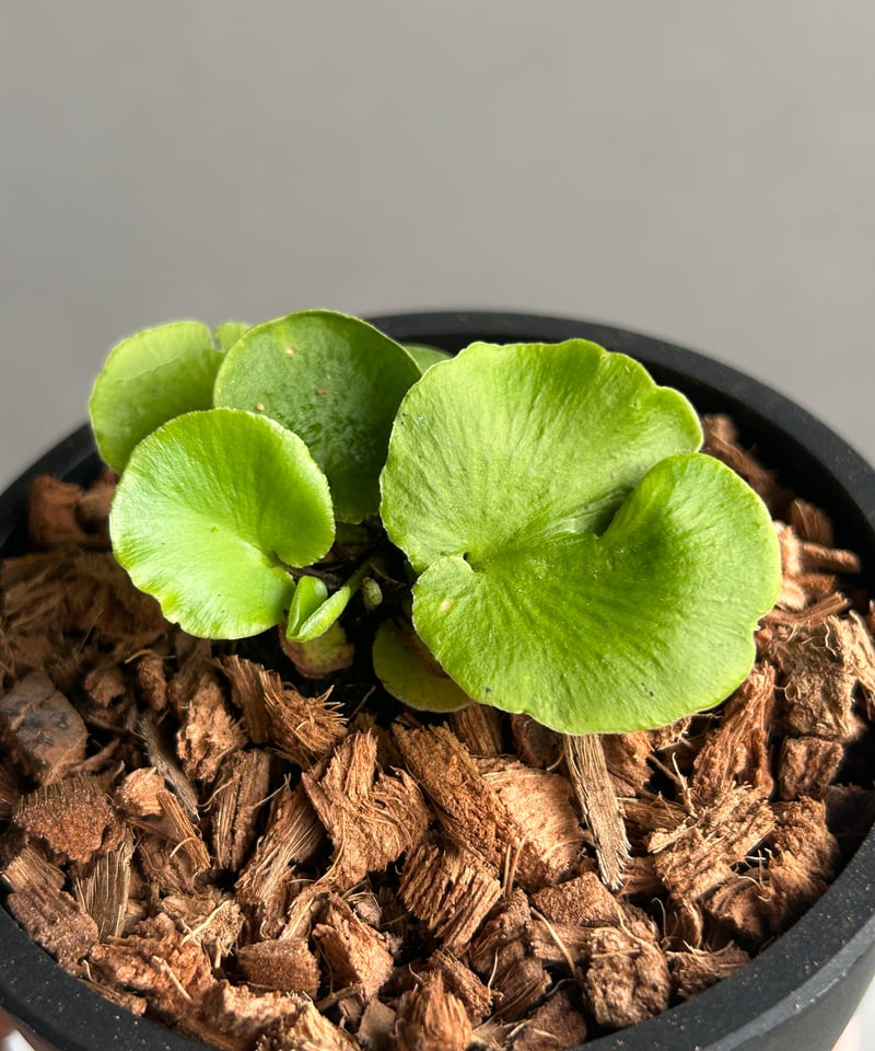 アスプレニウム デラバイ (フランチ) コペル 「Asplenium delavayi (Fr
