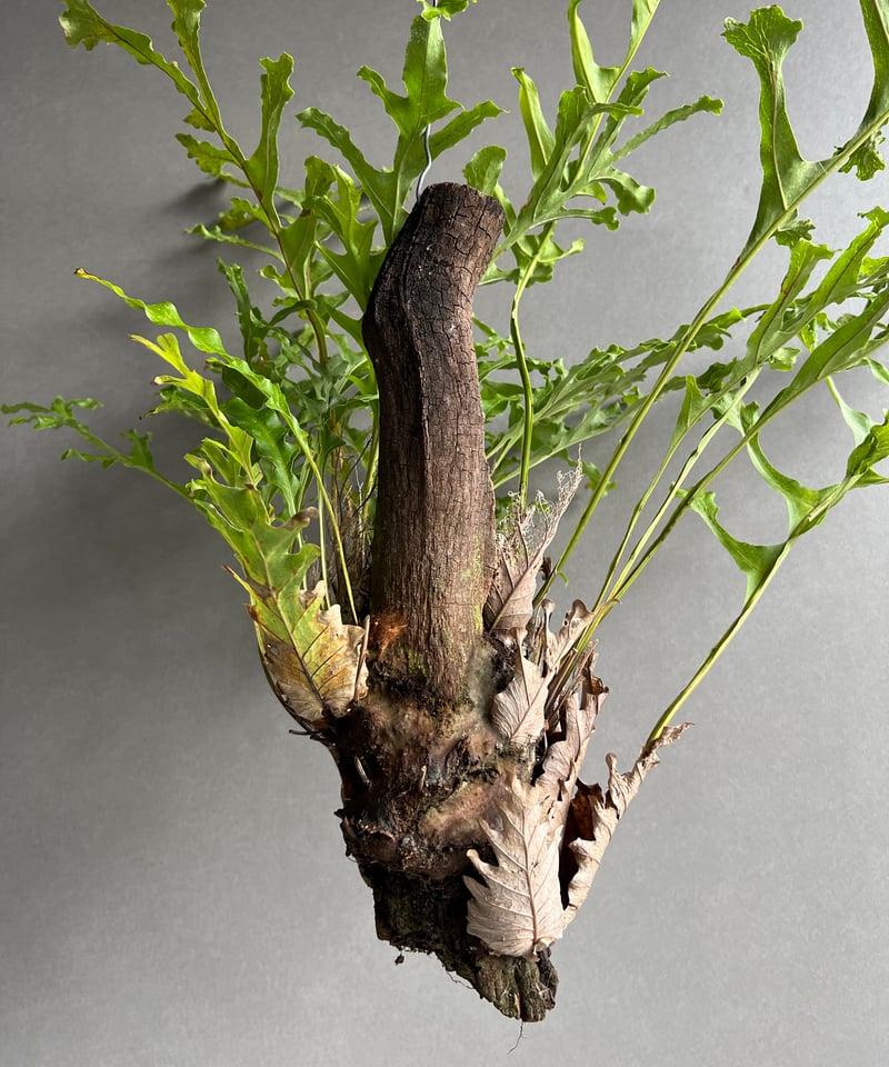 ドリナリア クエルシフォリア '変異種' 「Drynaria quercifolia