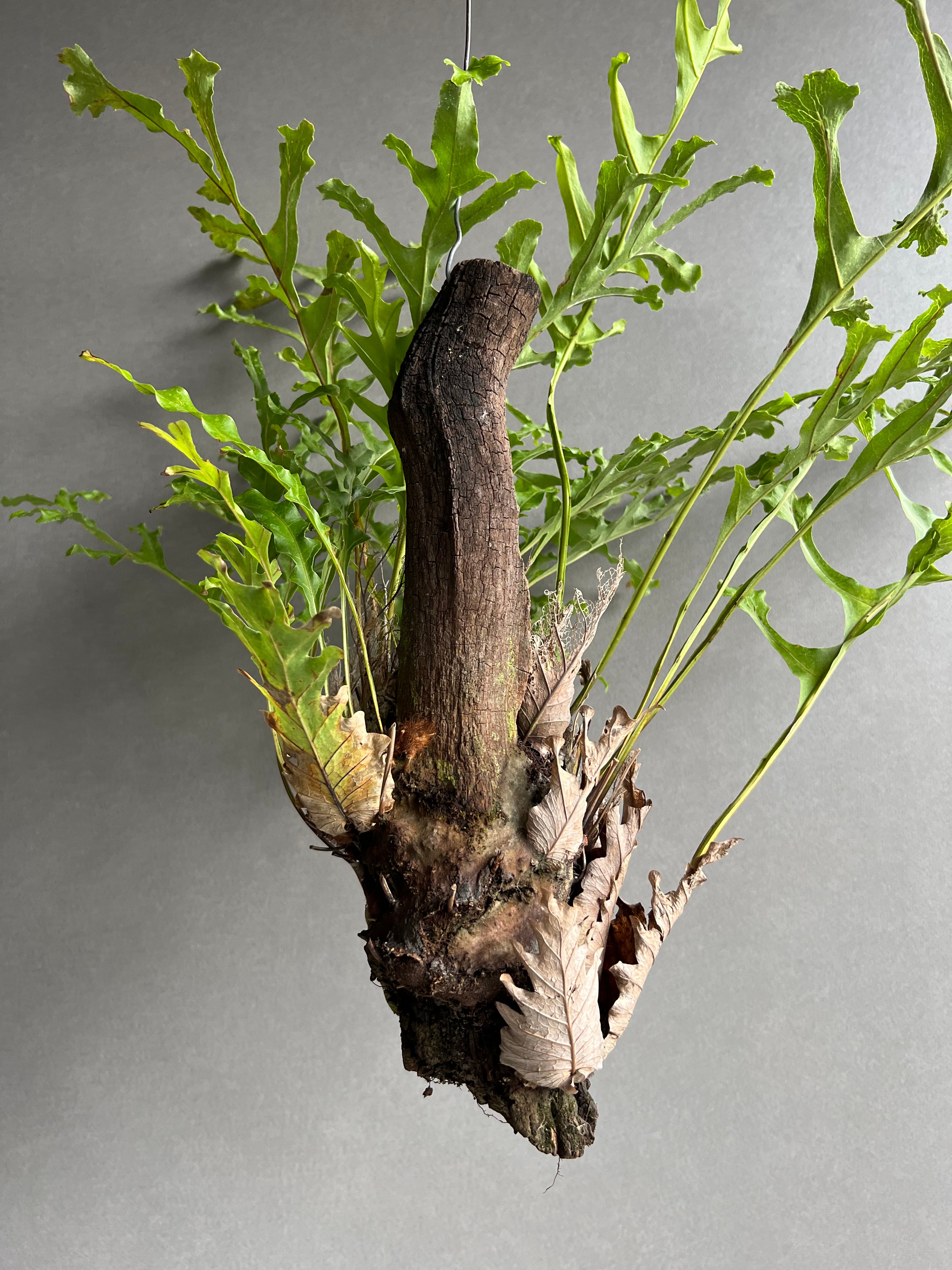 ドリナリア クエルシフォリア '変異種' 「Drynaria quercifolia 'Mut