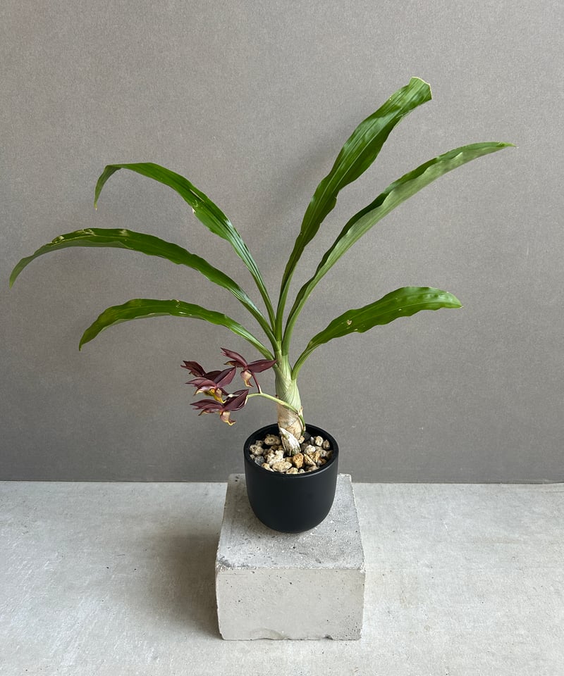 カタセタム ライアン ハリントン「Catasetum Ryan Harrington」27G