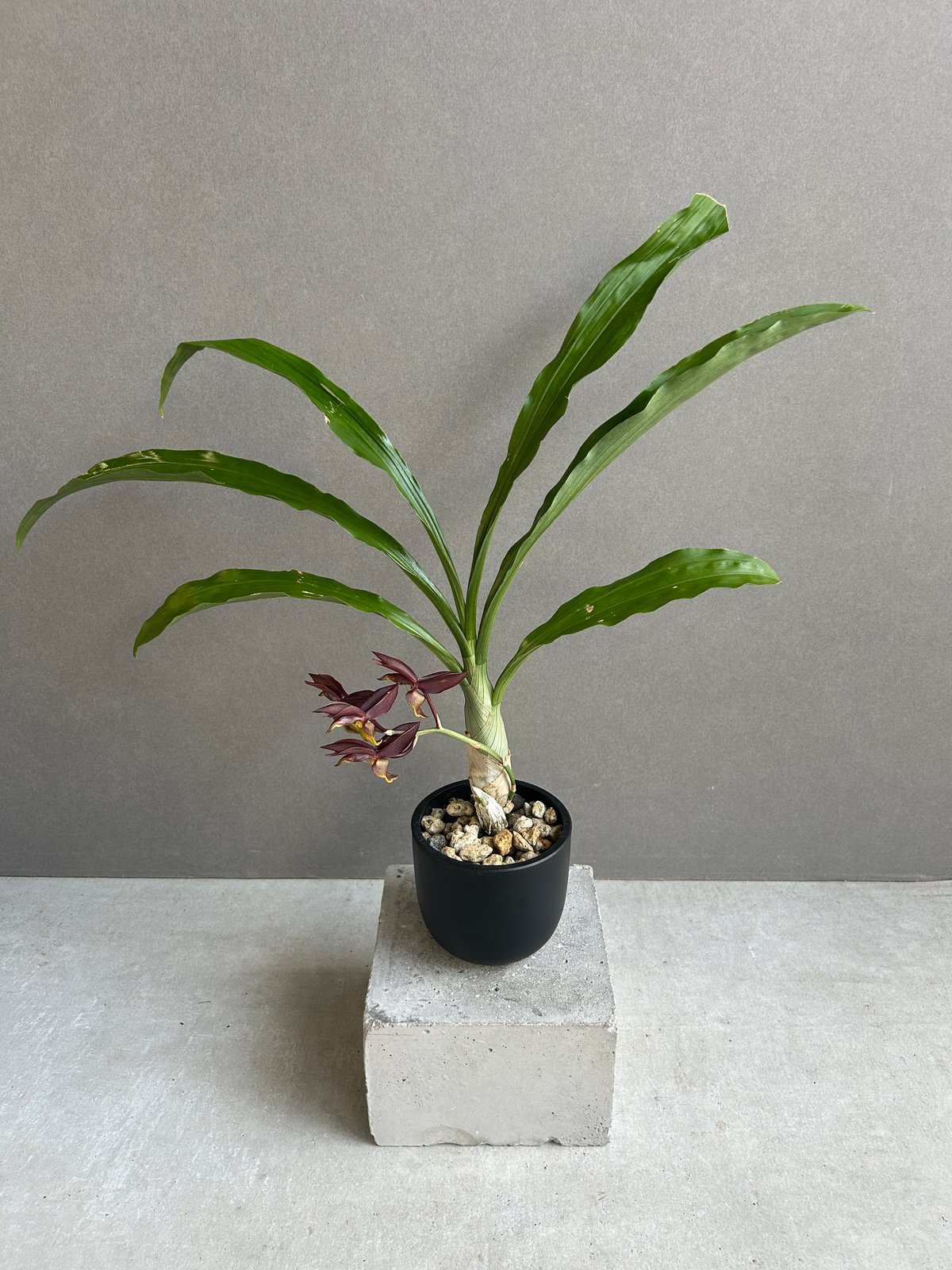 カタセタム ライアン ハリントン「Catasetum Ryan Harrington」27G