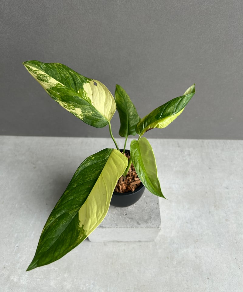 モンステラ オブリクア ムユナ 斑入「Monstera obliqua Muyuna vari