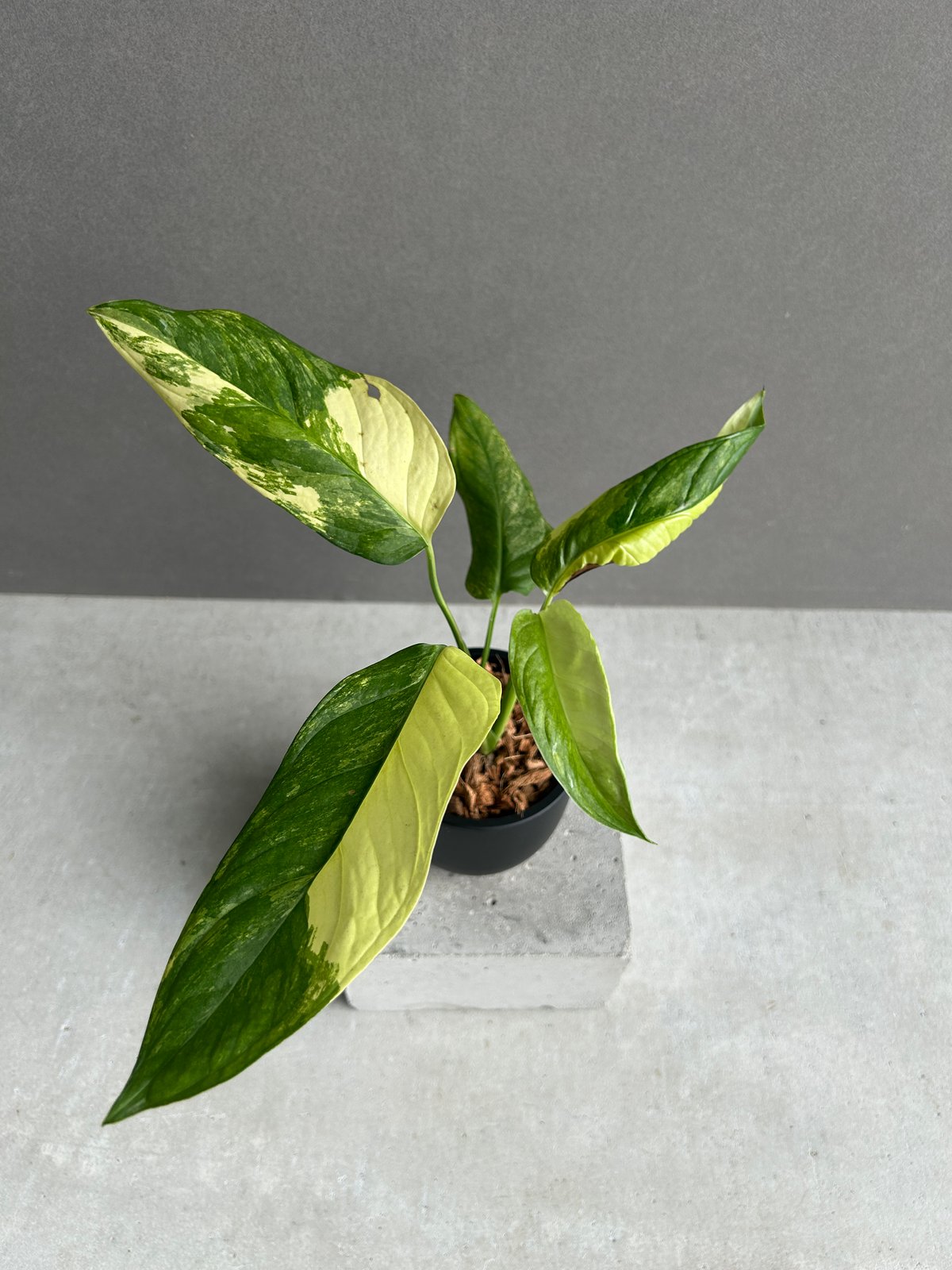 モンステラ オブリクア ムユナ 斑入「Monstera obliqua Muyuna vari