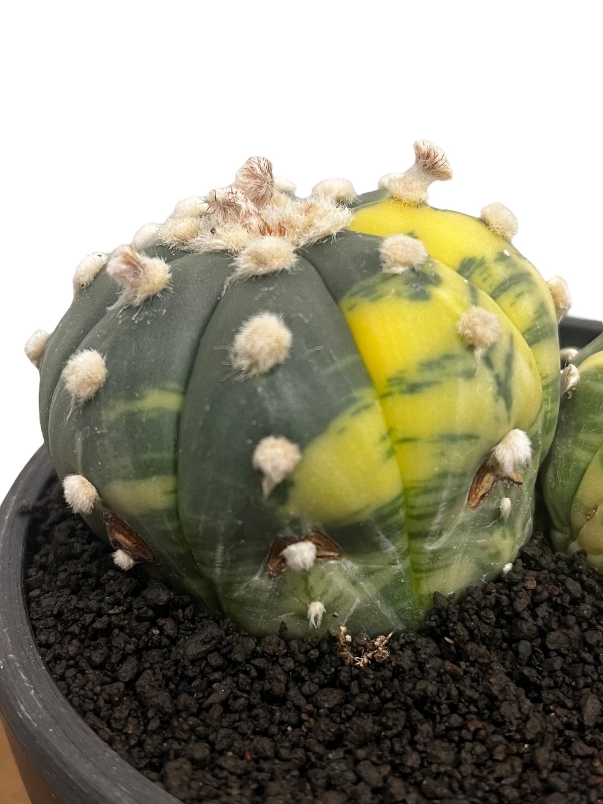 アストロフィツム 兜丸錦 「Astrophytum asterias Variegated