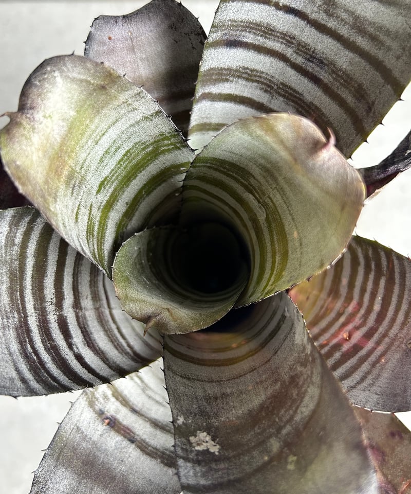 エクメア チャンティニー ブラック セレクト 「Aechmea