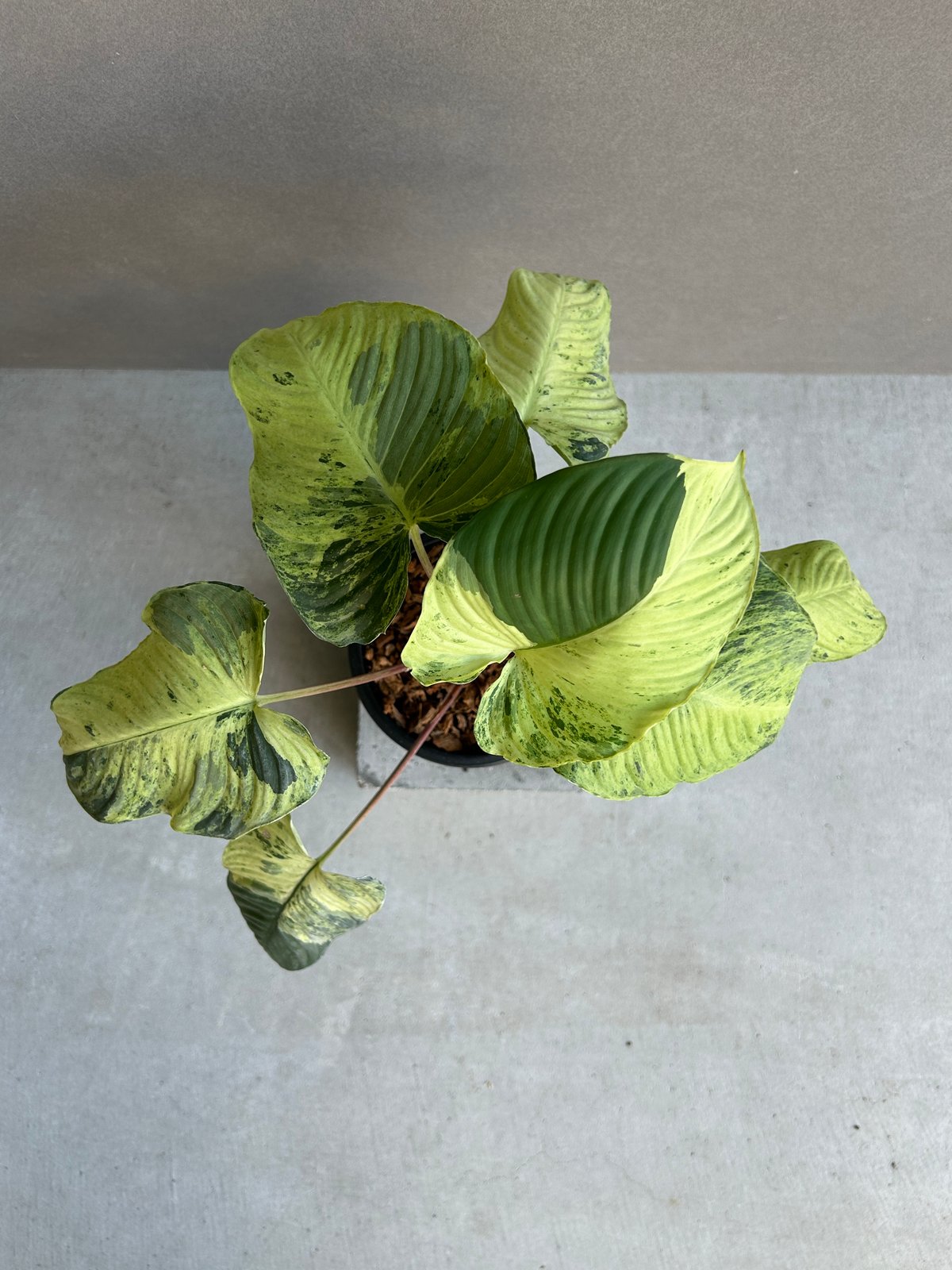 ホマロメナ sp. レッド ステム 斑入「Homalomena sp. Red Stem Va