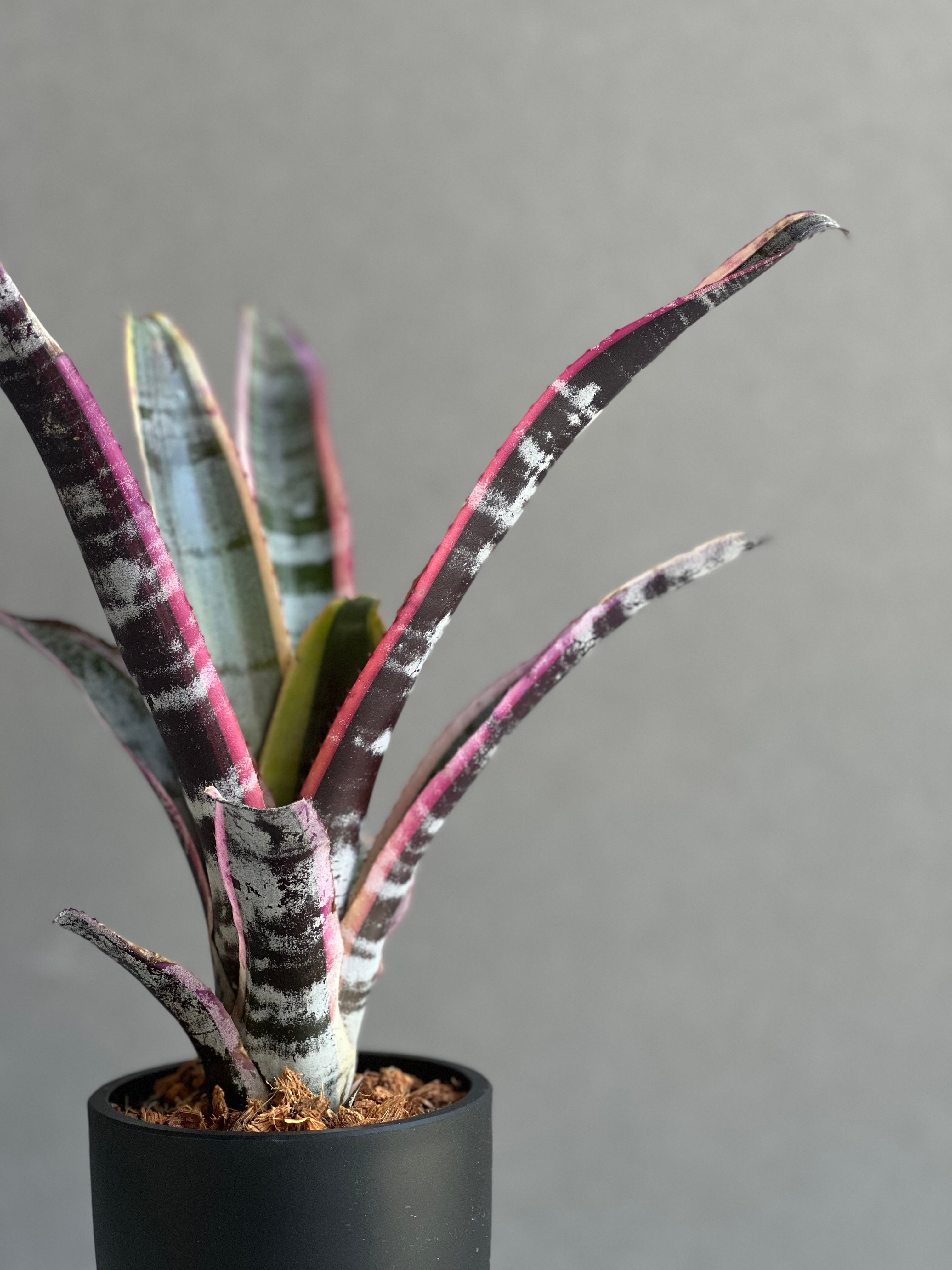 エクメア オットー 「Aechmea Otto」14C | SHOUCHIKUEN