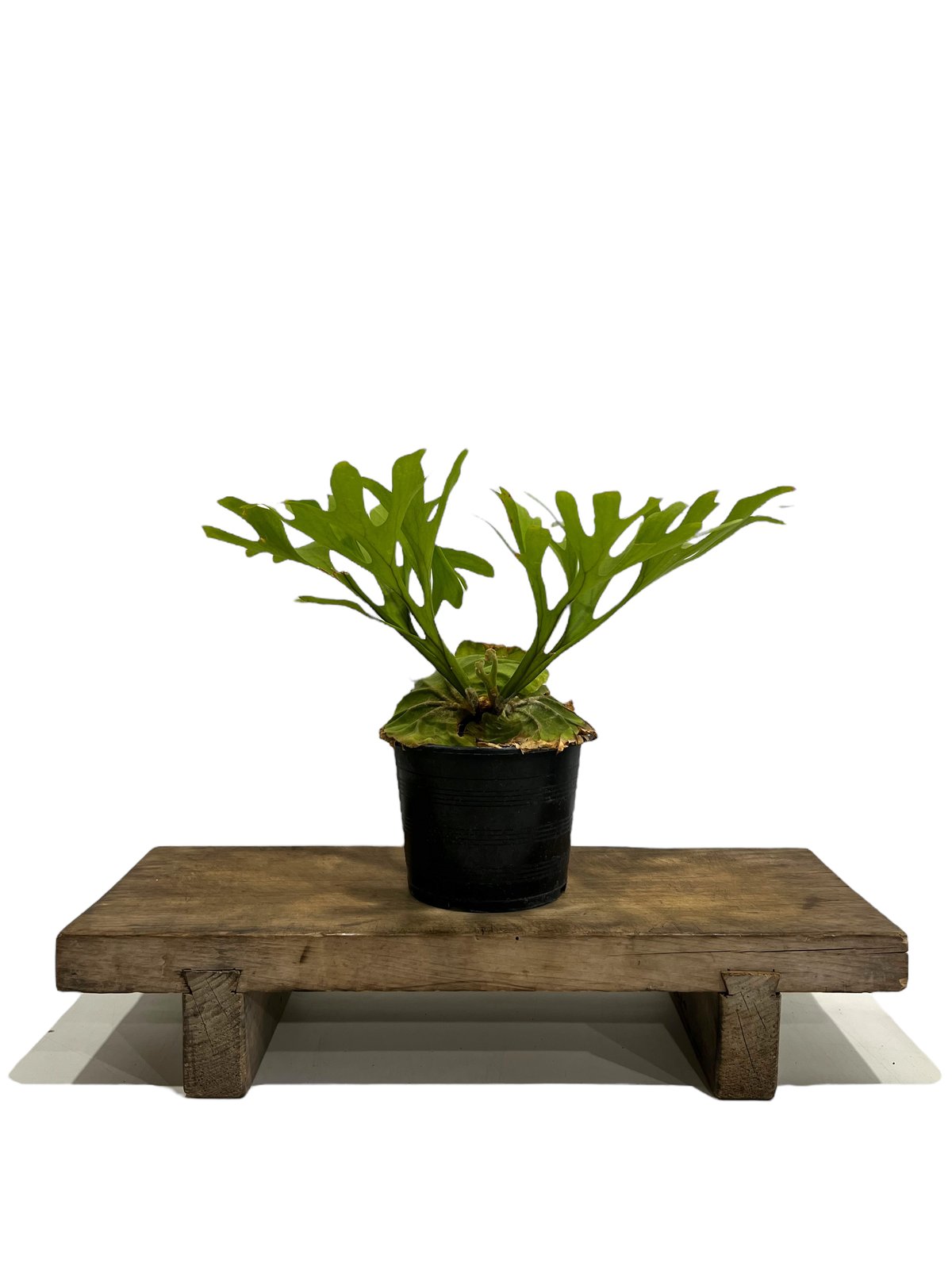 ビカクシダ リドレイ(by ヌクル) 「Platycerium ridleyi (by Nuk