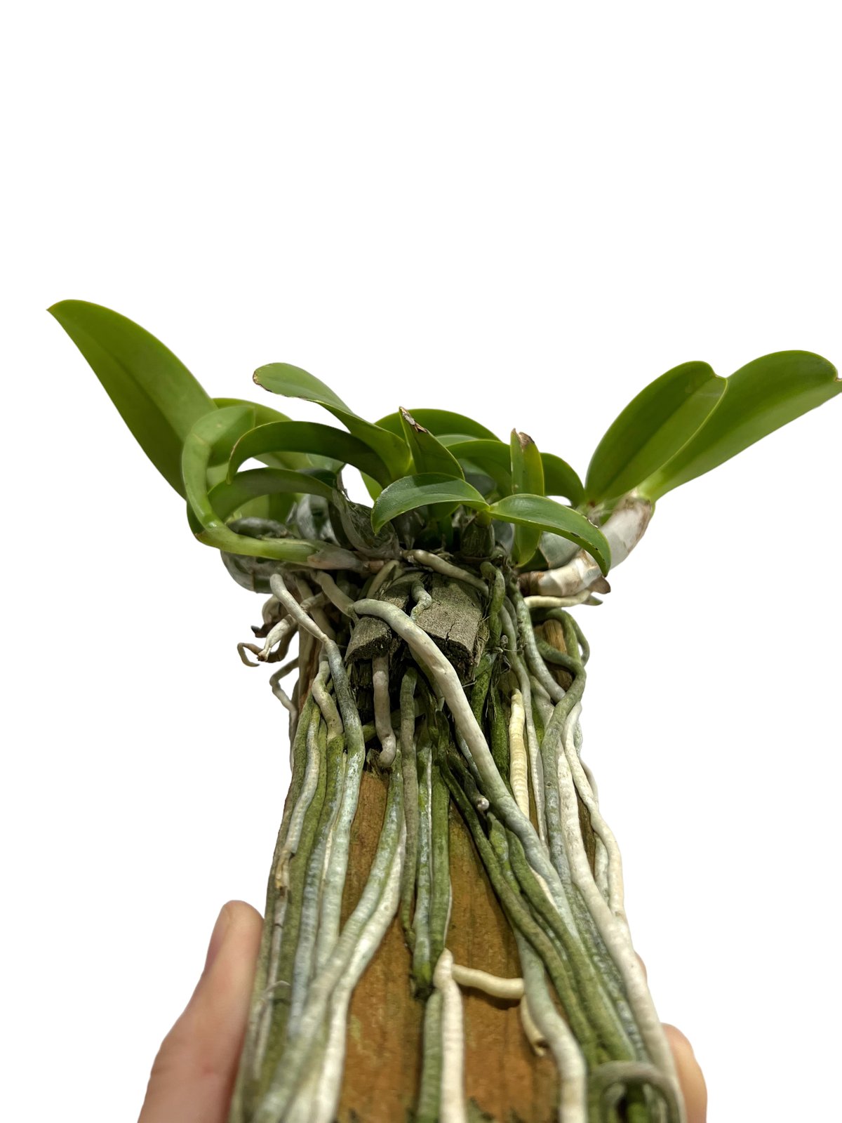 カトレア ノビリオール アマリア 「Cattleya nobilior var. amalia