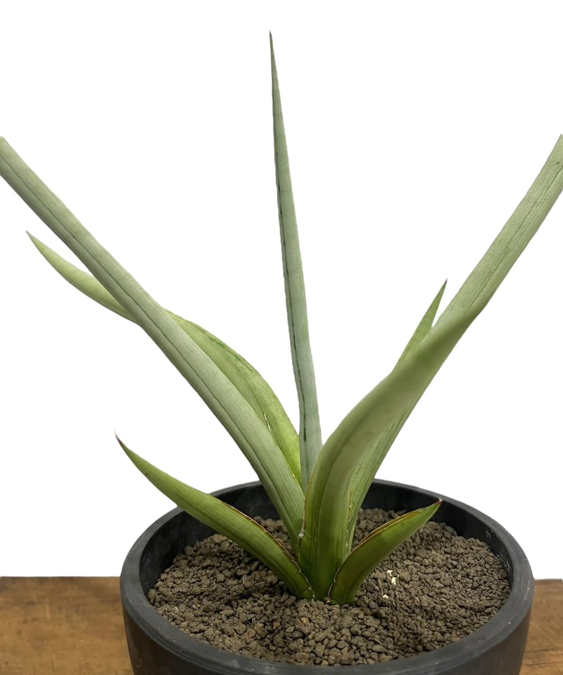 サンセベリア ダンシング ドラゴン 「Sansevieria Dancing サンセベリア ダンシング ドラゴン 「Sansevieria Dancing
