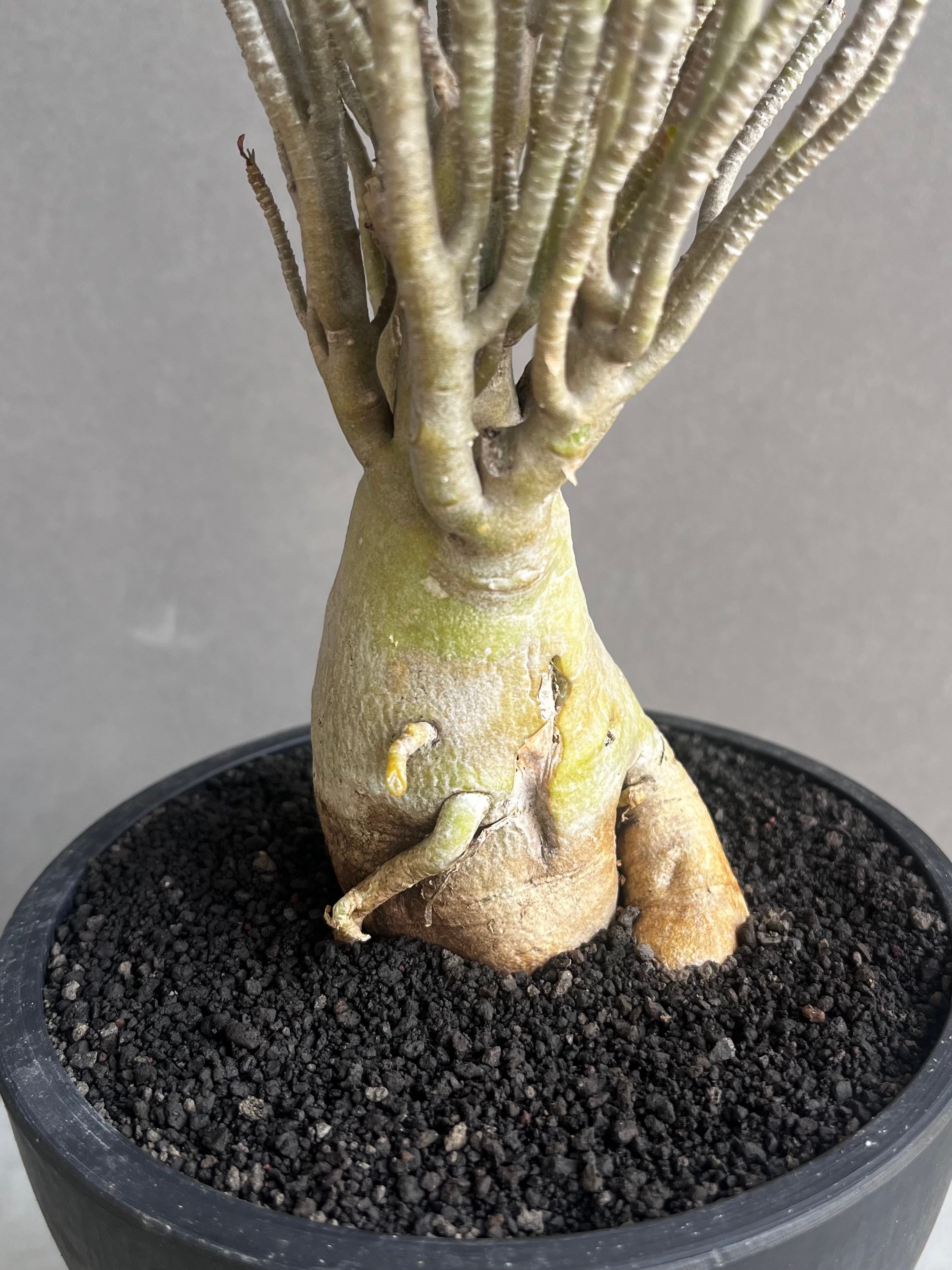 アデニウム オベスム スモールリーフ “選抜個体” 「Adenium obesum