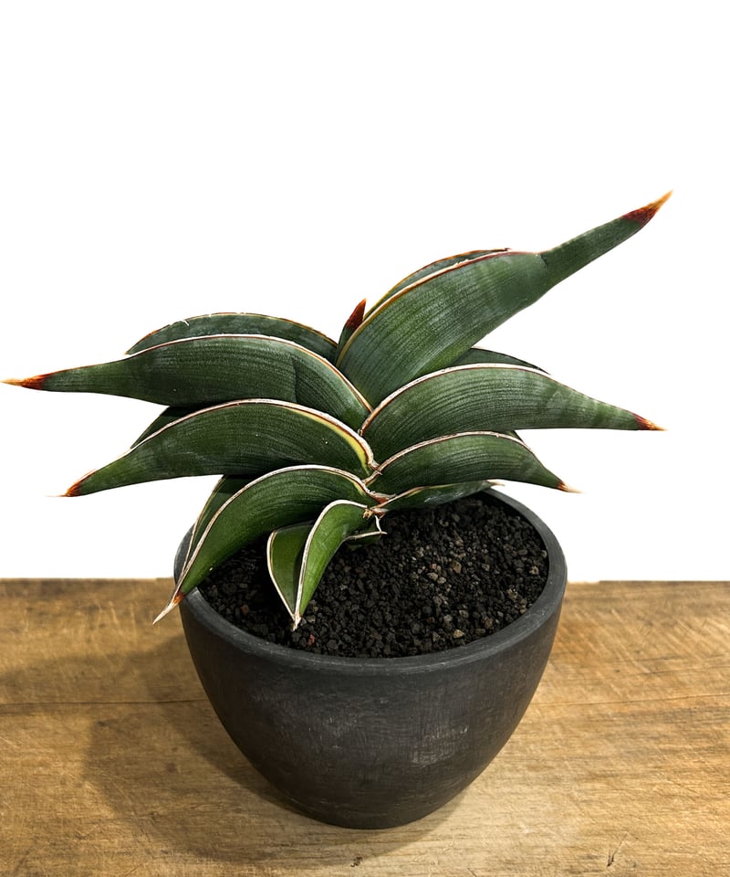 j*A様 サンセベリア ロリダ＆ピンギキュラ＆シーザー の３鉢での販売、梱包発送 j*A様 サンセベリア ロリダ＆ピンギキュラ＆シーザー の3鉢での販売