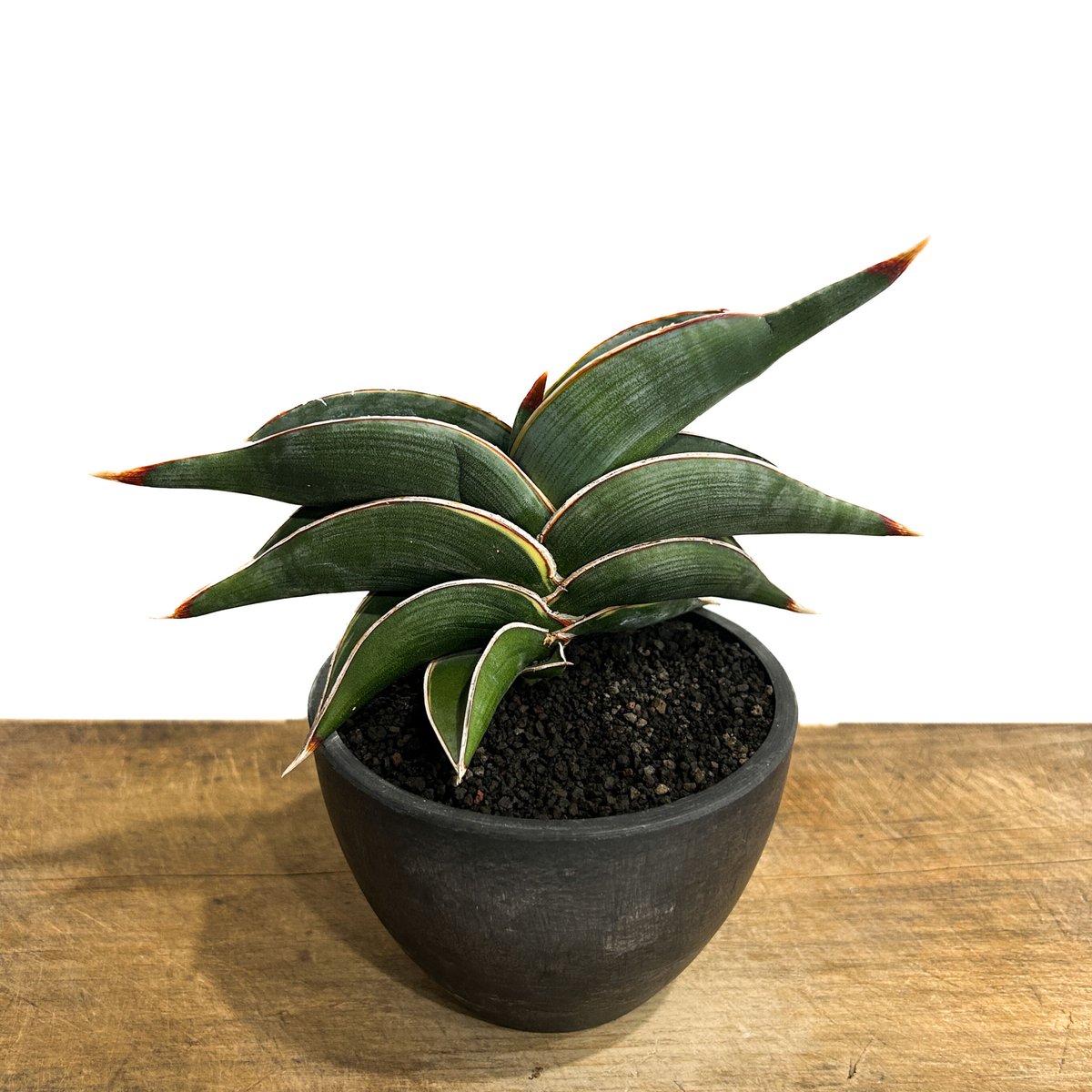 サンセベリア ロリダ 「Sansevieria rorida」7/26-84A | SHOU