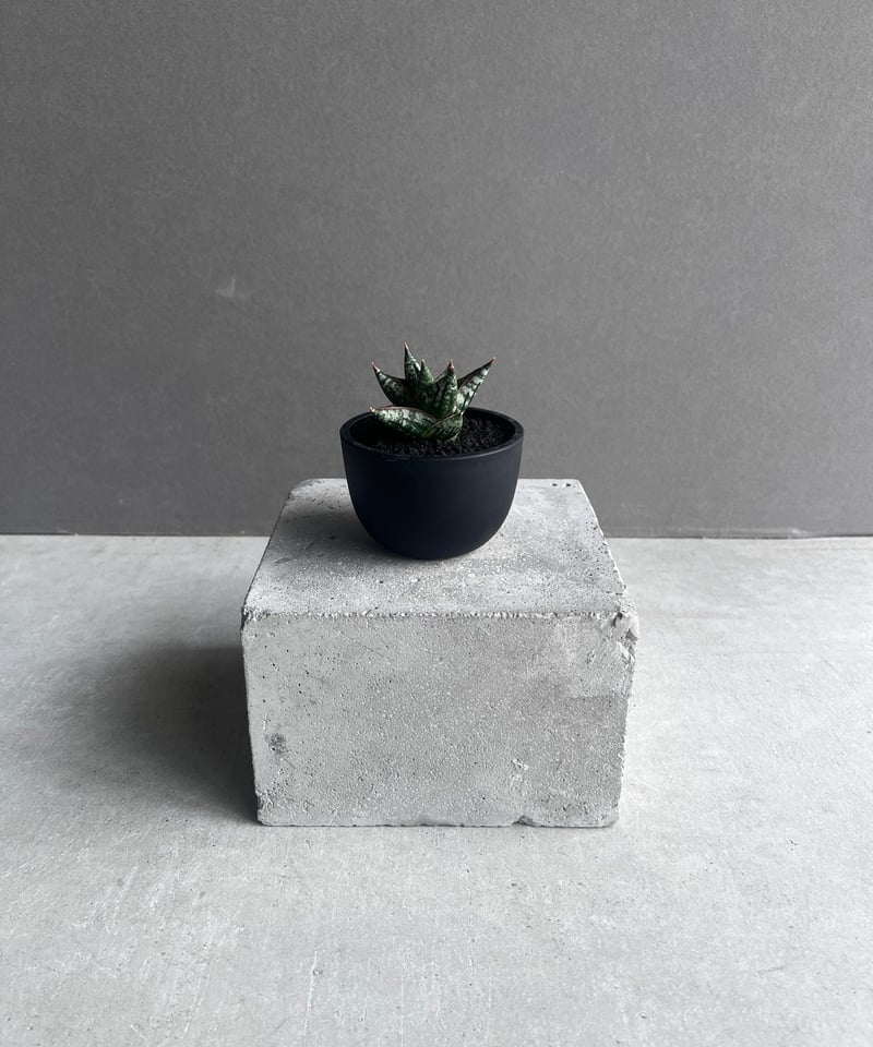 サンセベリア ニラパット(ドワーフ) 「Sansevieria Nilaphat (by Un