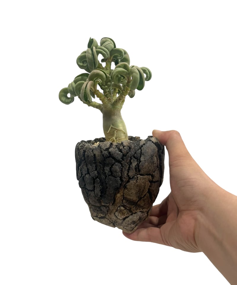 アデニウム メデューサD.H.A (獅子葉) + plantsmonsters pot 「Ad