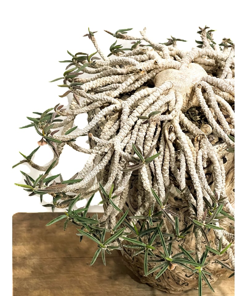ユーフォルビア キリンドリフォリア+pmp「Euphorbia ユーフォルビア キリンドリフォリア+pmp「Euphorbia