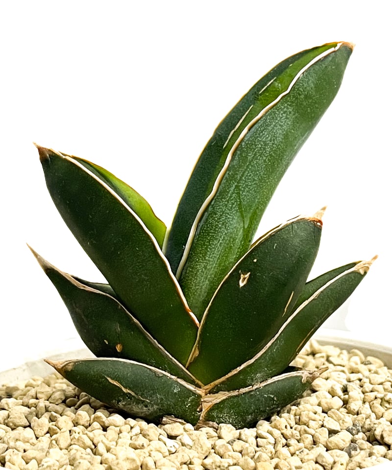 サンセベリア アンダマン 斑入り「Sansevieria Andaman Var.」69G-1...