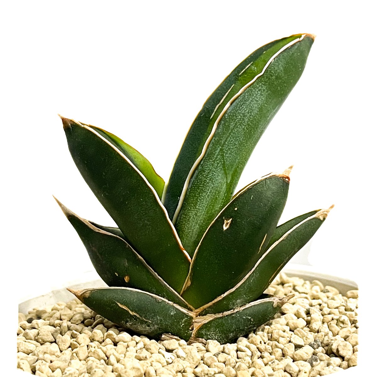 サンセベリア アンダマン 斑入り「Sansevieria Andaman Var.」69G-1