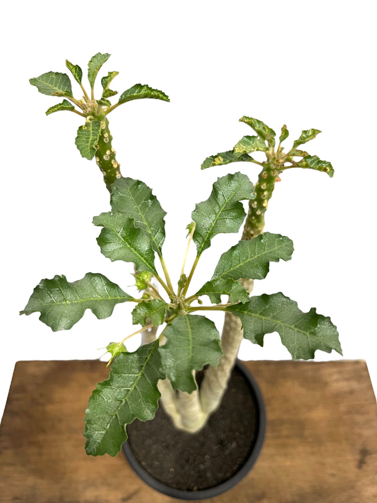 ドルステニア　ラブラニー雌雄セット ドルステニア ラブラニー | hanayoshi-botanical